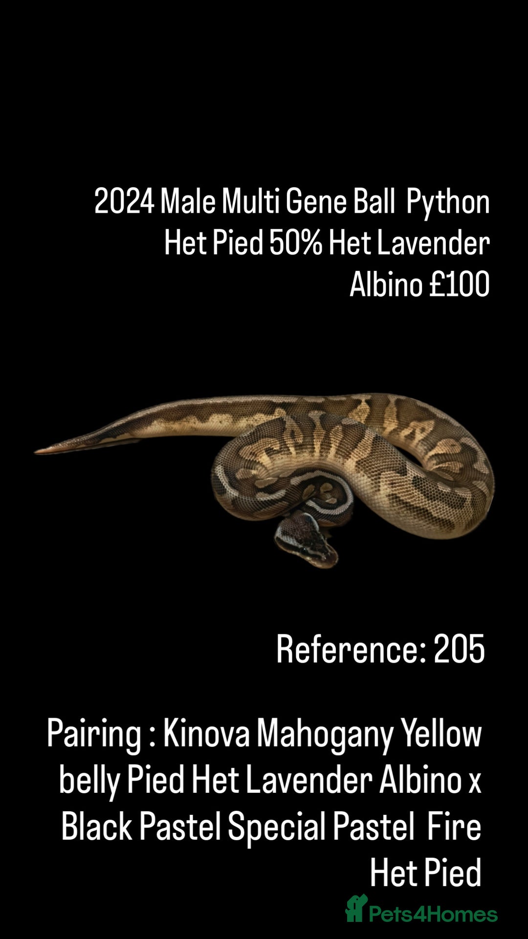 Python Snake reptiles for sale: Various Emoji Pied Ball Pythons Royal Snake  - Image 18