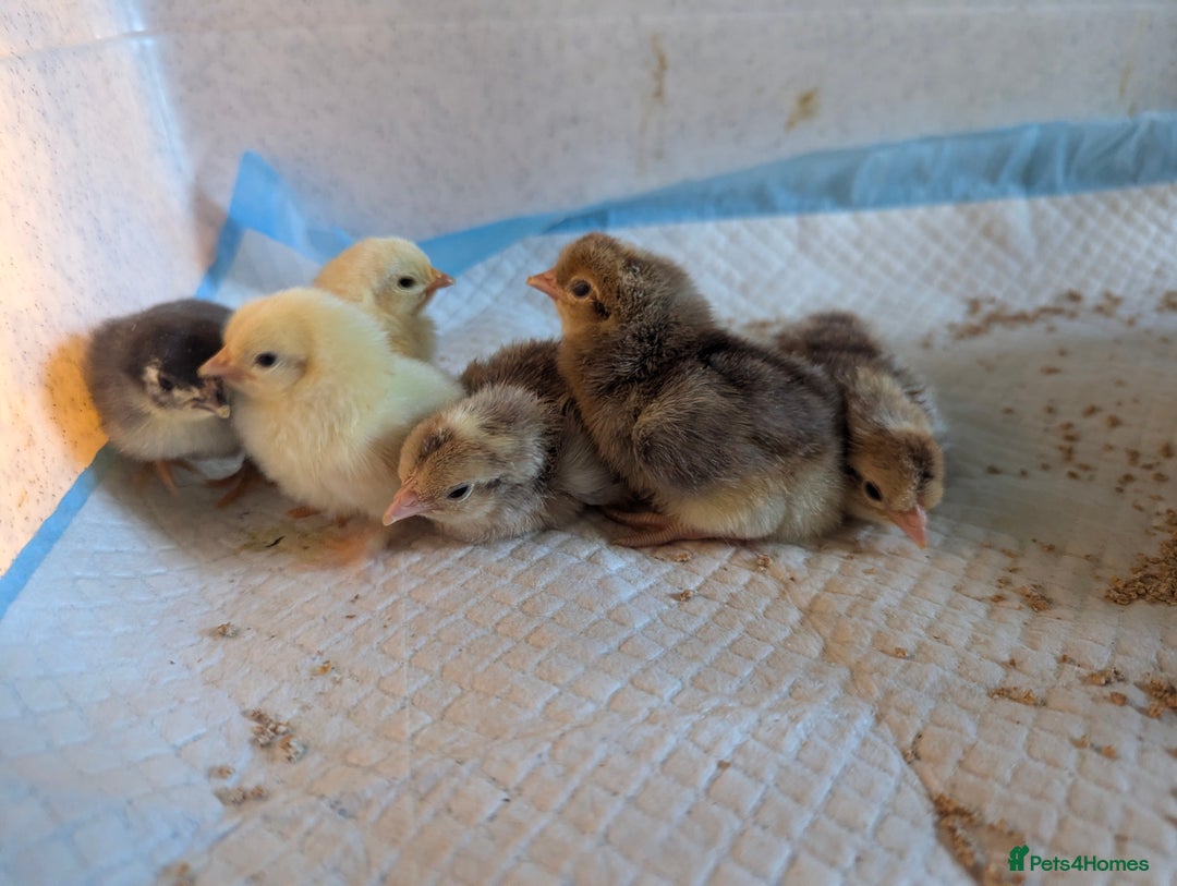 Chickens poultry for sale: Hybrid chicken chicks - hand reared - Image 1
