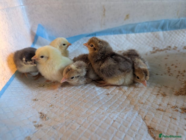 Chickens poultry - Advert 15