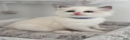 Ragdoll cats for sale: Stunning Bi-Colour Ragdoll Kittens – 7 Available   - Advert 7