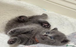 British Shorthair cats for sale: British Shorthair Blue Kittens - Image 17