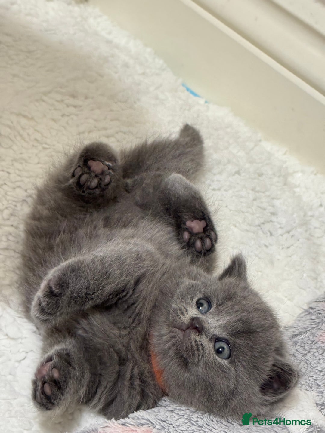 British Shorthair cats for sale: British Shorthair Blue Kittens - Image 17