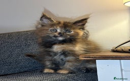 Maine Coon cats for sale: Gccf registered Adorable mainecoon kittens - Image 11