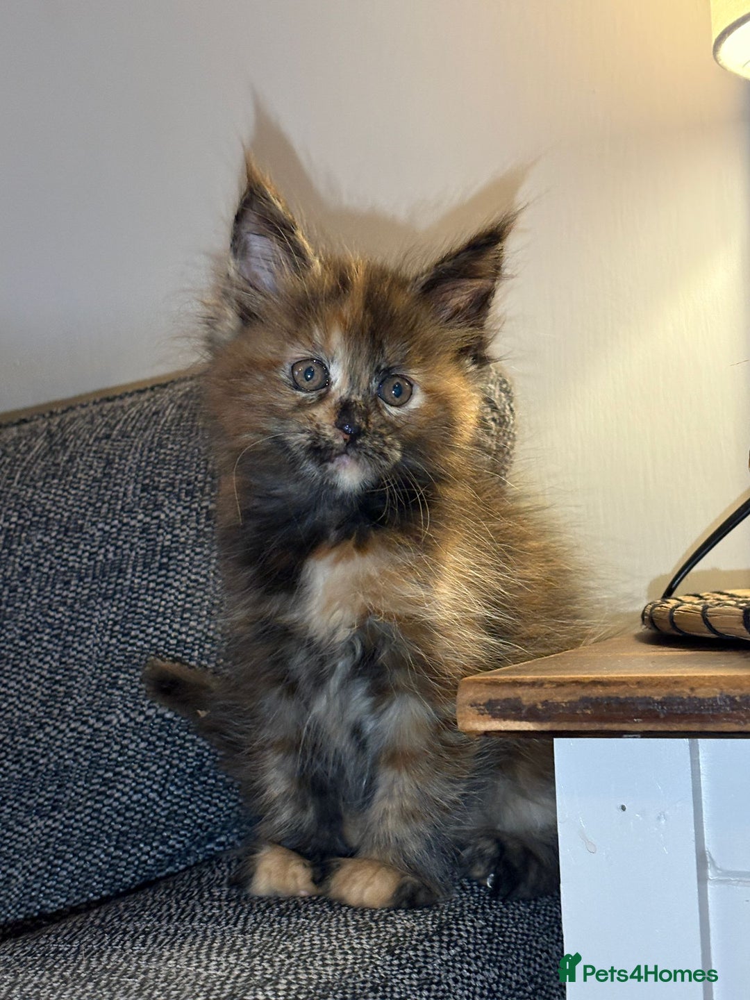 Maine Coon cats for sale: Gccf registered Adorable mainecoon kittens - Image 11