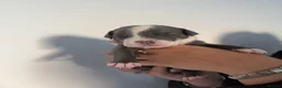 Staffordshire Bull Terrier dogs for sale: STAFFORDSHIRE BULL TERRIER PUPPIES 🐶❤️ in Morpeth - Advert 19
