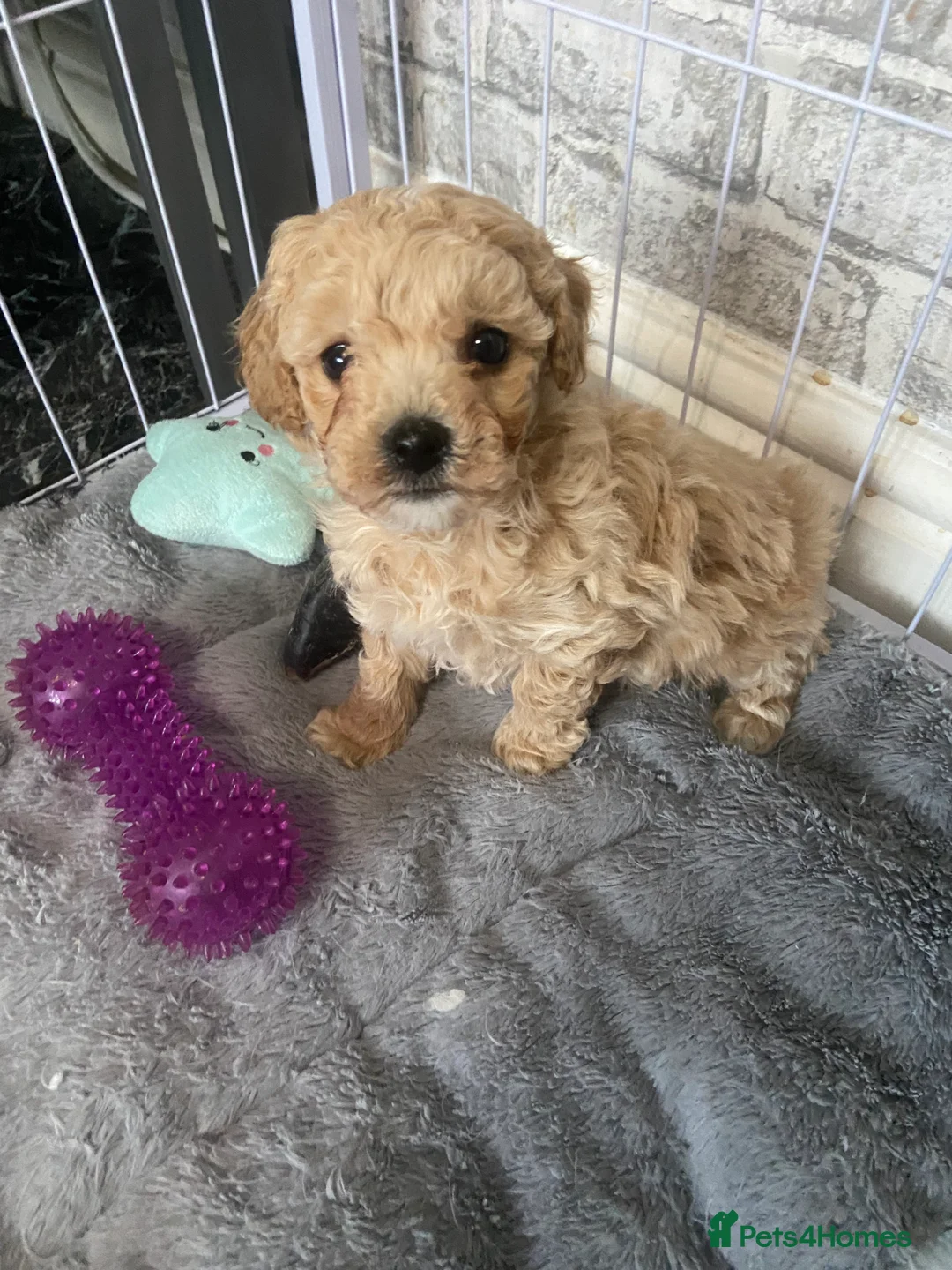 Poochon dogs for sale: F1 Tiny poochons,champion bloodline parents  - Advert 1