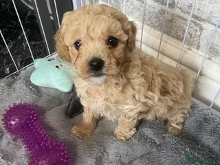 Poochon dogs F1 Tiny poochons,champion bloodline parents - Advert 3