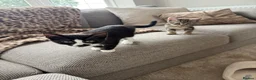 Mixed Breed cats for sale: x2 12 week old kittens (MUST GO TOGETHER) - Advert 9