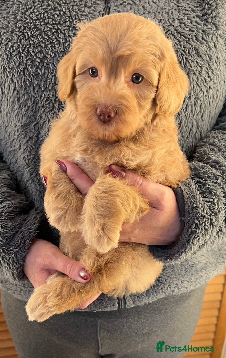 Labradoodle dogs Stunning Labradoodles From Health tested parents - Advert 2