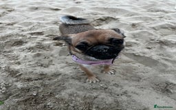 Mixed Breed dogs for sale: Jug for sale - Image 12