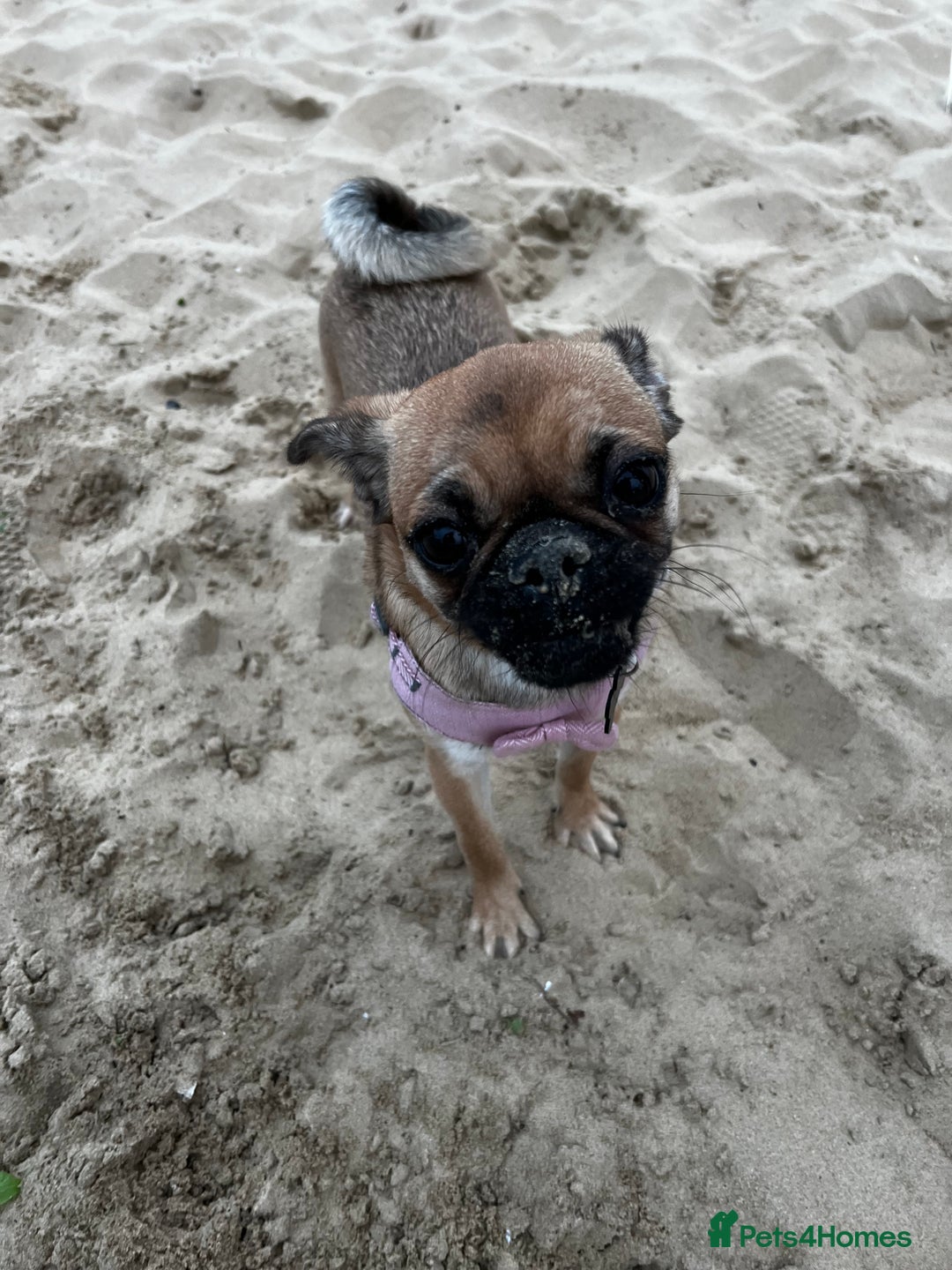 Mixed Breed dogs for sale: Jug for sale - Image 12