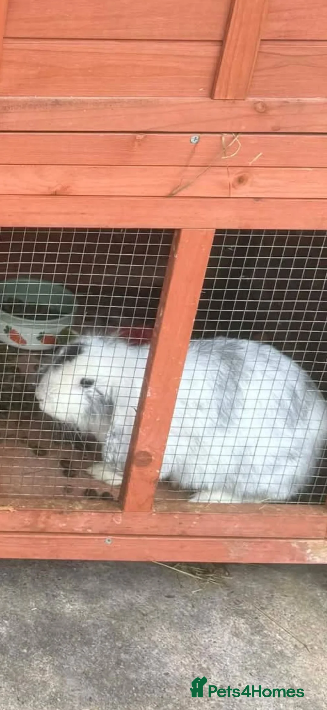 Mini Lion Lop rabbits for sale: Gorgeous girl rabbit 13 months old - Advert 2