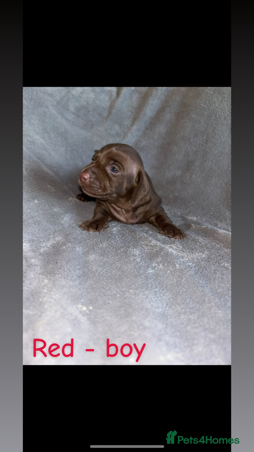 Miniature Dachshund dogs for sale: One male left. LAST PUP Miniature dachshund!  - Image 4