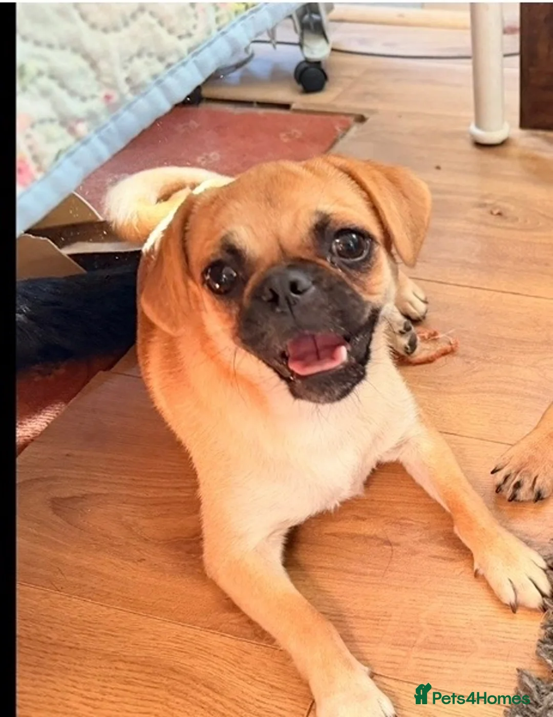 Mixed Breed dogs for sale: Frug x chug puppies  in Chelmsford - Advert 1