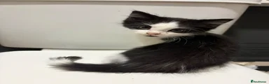 Black and white female 