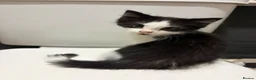 Mixed Breed cats for sale: Two 12 week old kittens  - Advert 3