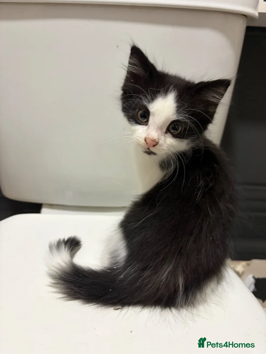 Mixed Breed cats for sale: Two 12 week old kittens  - Advert 3