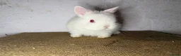 Netherland Dwarf rabbits for sale: Gorgeous Netherland dwarfs  - Advert 6