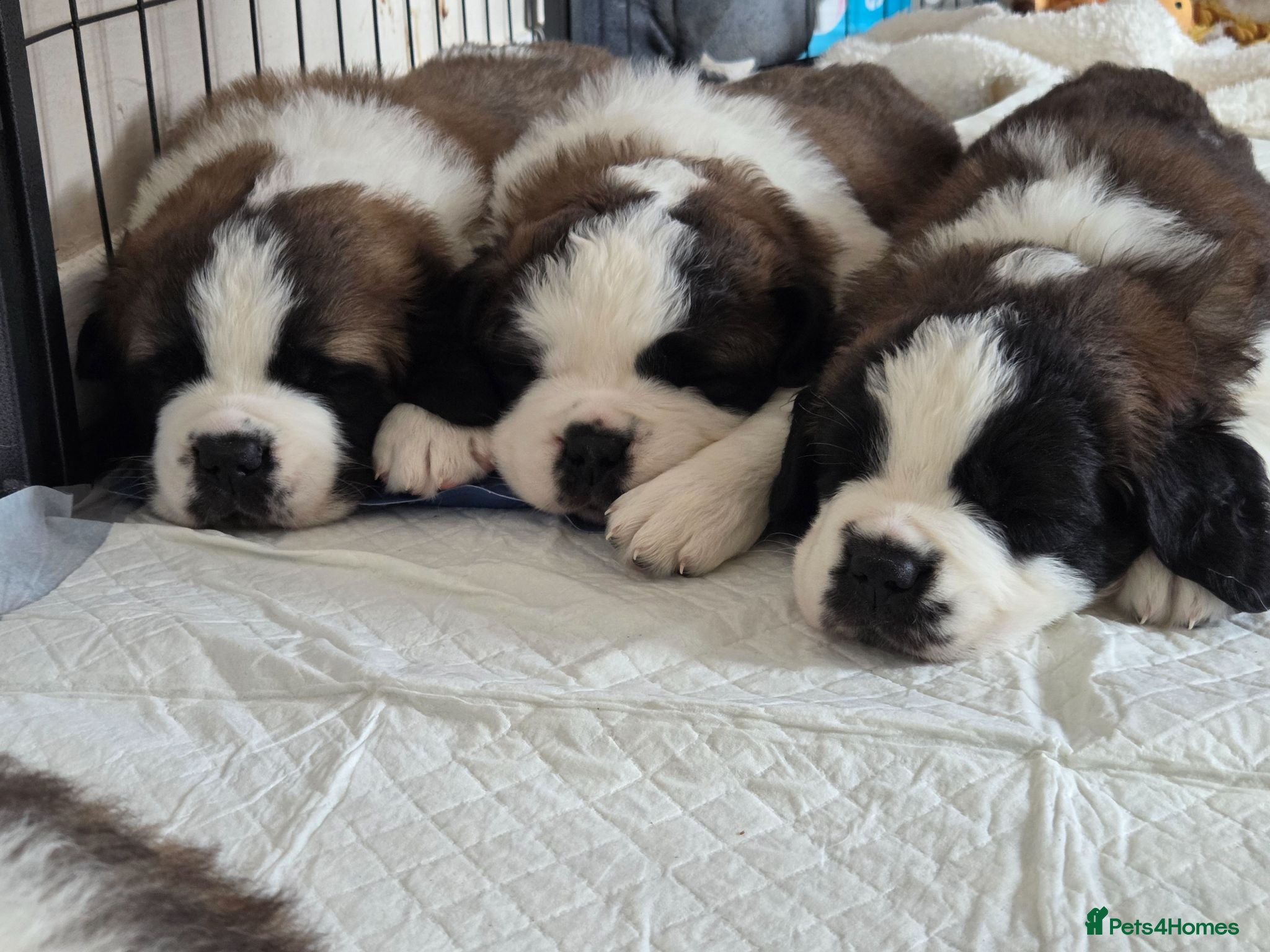 Saint Bernard dogs Saint Bernard puppies READY NOW  - Advert 6