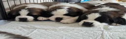 Saint Bernard dogs for sale: Saint Bernard puppies for sale in Leicester - Advert 4
