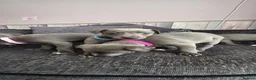 Whippet dogs for sale: Beautiful all blue litter whippet puppies  - Advert 9