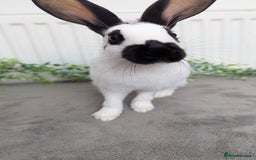 English Spot rabbits for sale: Old English spots ready to go to their new homes  - Image 5