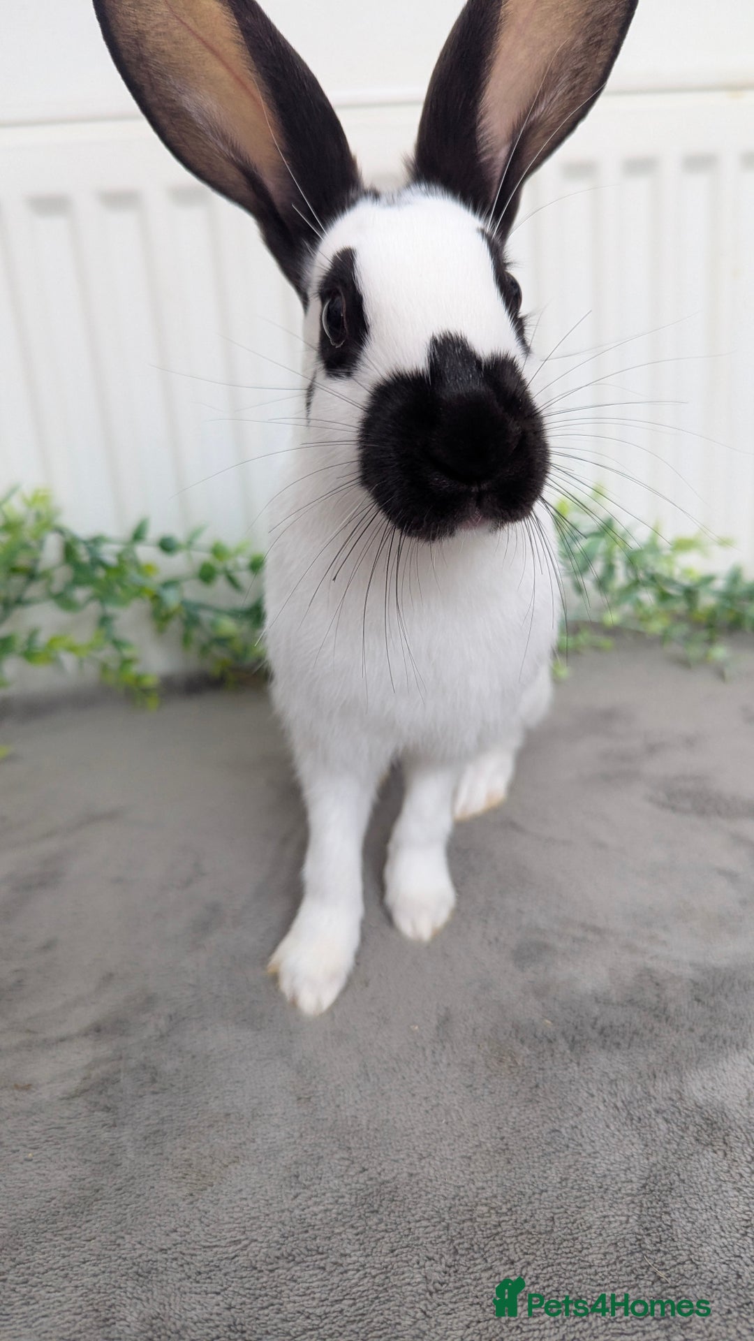 English Spot rabbits for sale: Old English spots ready to go to their new homes  - Image 5