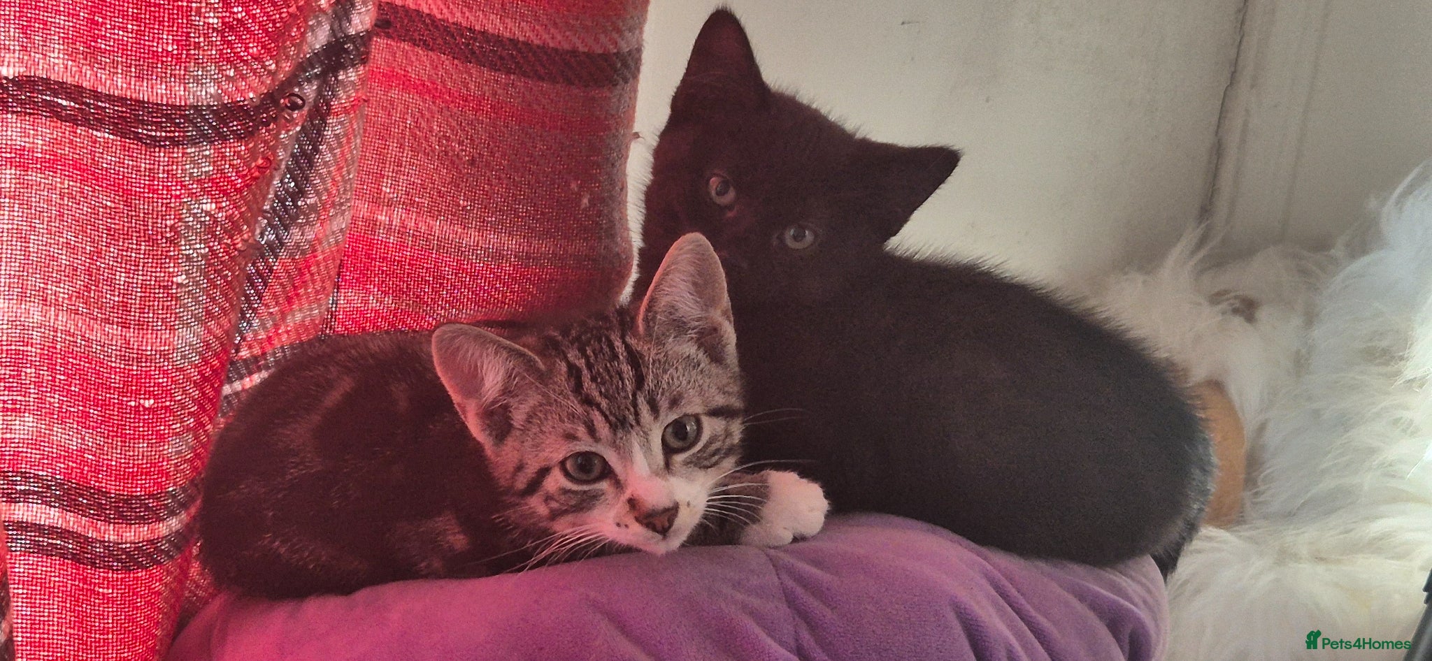 Mixed Breed cats Bengal cross kittens ready to go - Advert 17