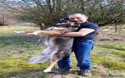 Mixed Breed dogs for adoption: Meet Little BEAR, a Lovely but naughty Boy... - Image 27