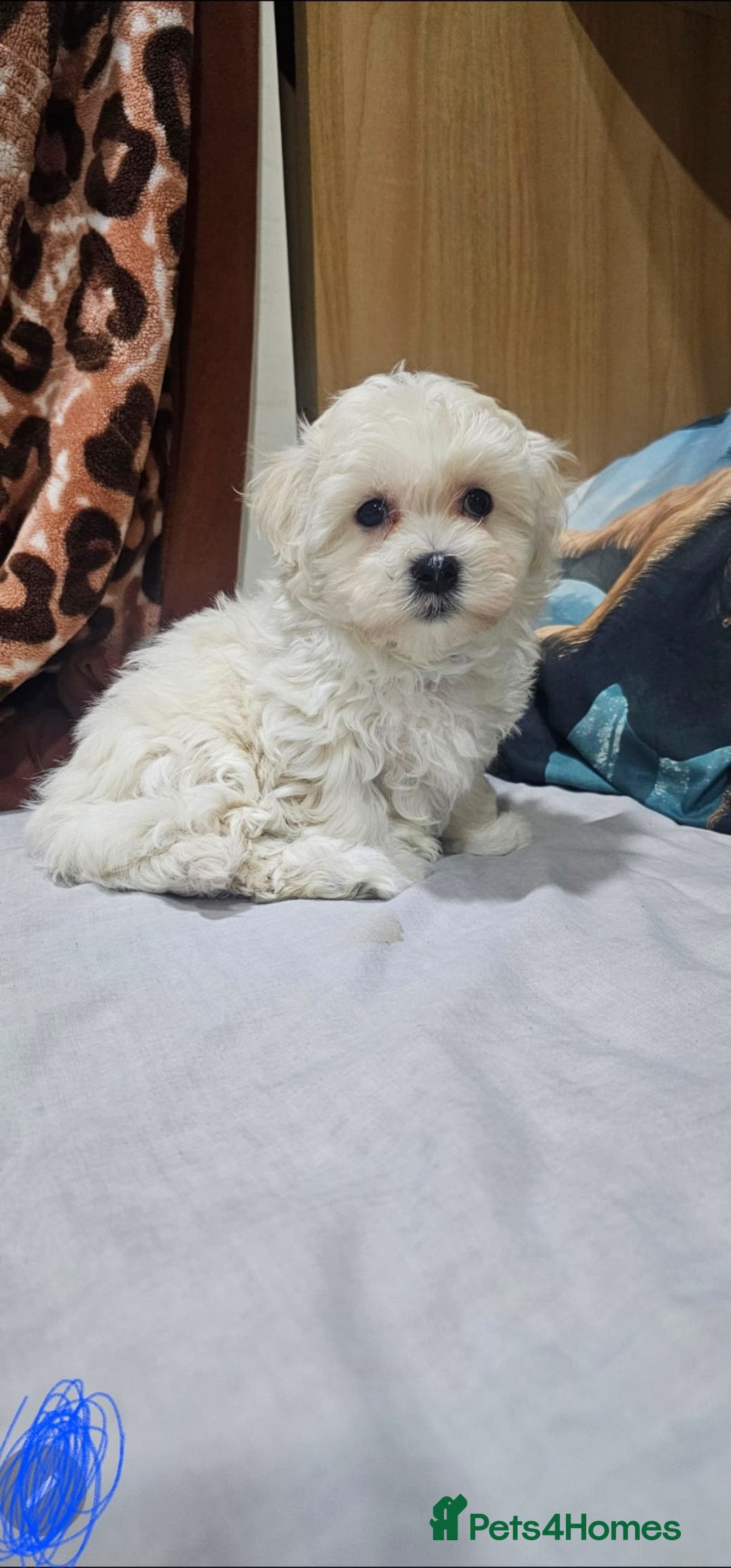 Maltese dogs for sale: Maltese puppies  - Advert 8