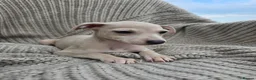 Mixed Breed dogs for sale: ALL SOLD-Italian Greyhound x Whippet - Advert 17