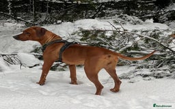 Rhodesian Ridgeback dogs for sale: Exquisite litter Rhodesian Ridgebacks - Image 3