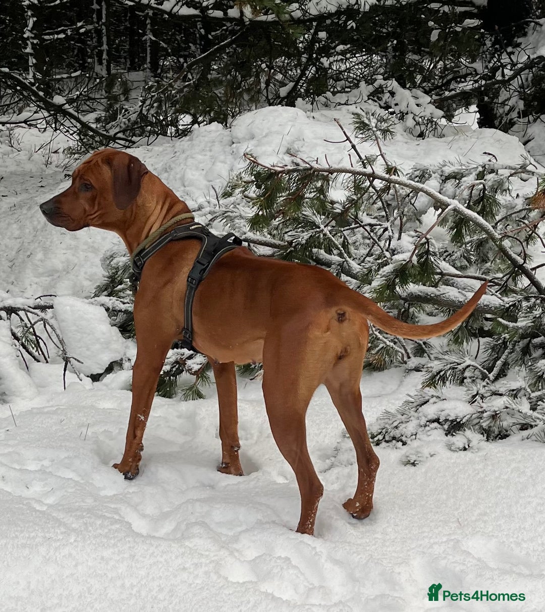 Rhodesian Ridgeback dogs for sale: Exquisite litter Rhodesian Ridgebacks - Image 3