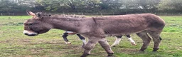 Donkey livestock for sale: Meet Maggie- a truly special Jenny donkey in foal  - Advert 2