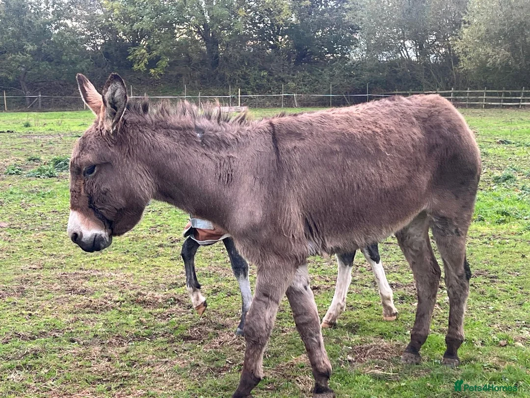 Donkey livestock for sale: Meet Maggie- a truly special Jenny donkey in foal  - Advert 2