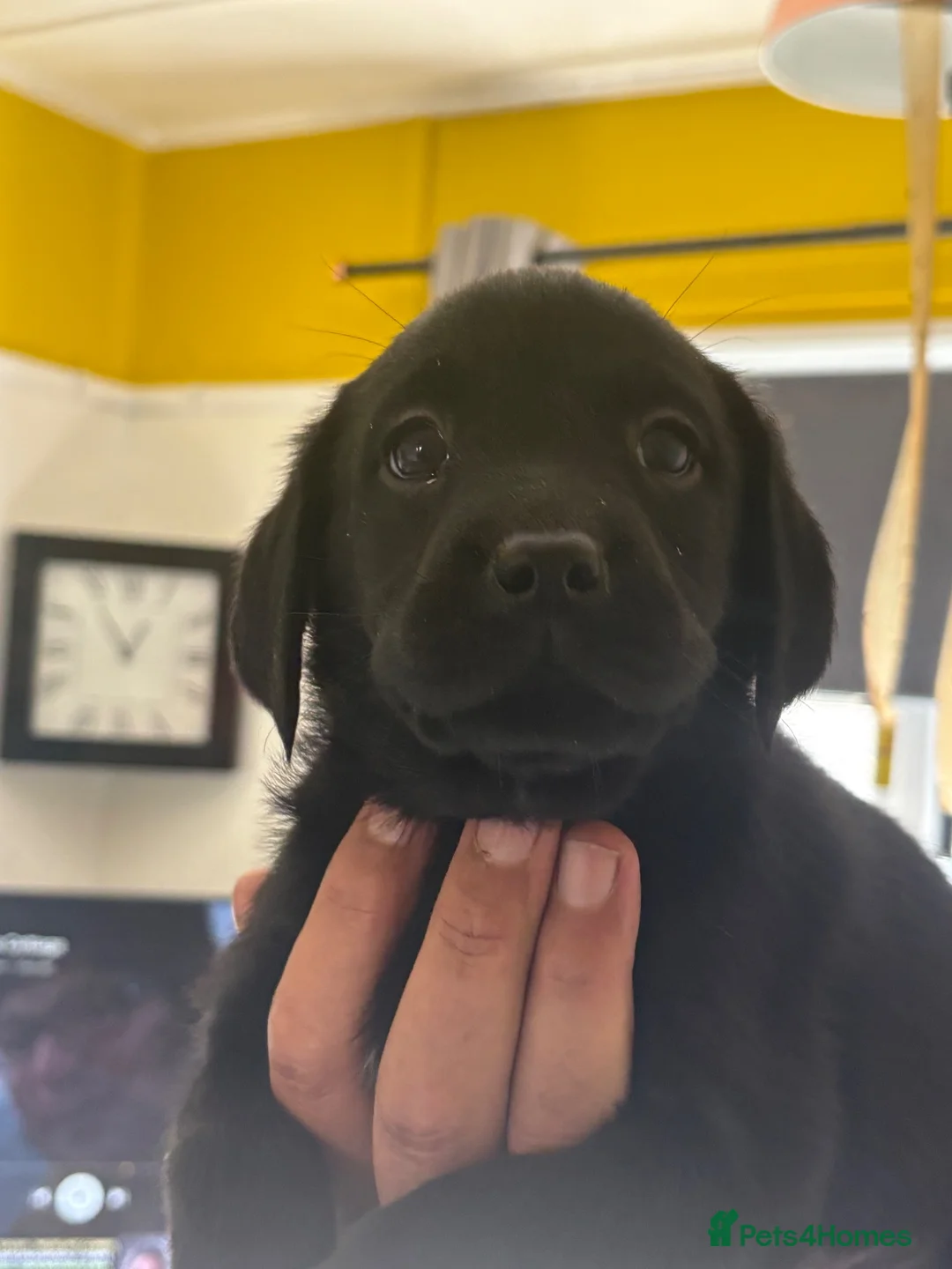 Labrador Retriever dogs for sale: Black Labradors 1 boy 3 girls  - Advert 2