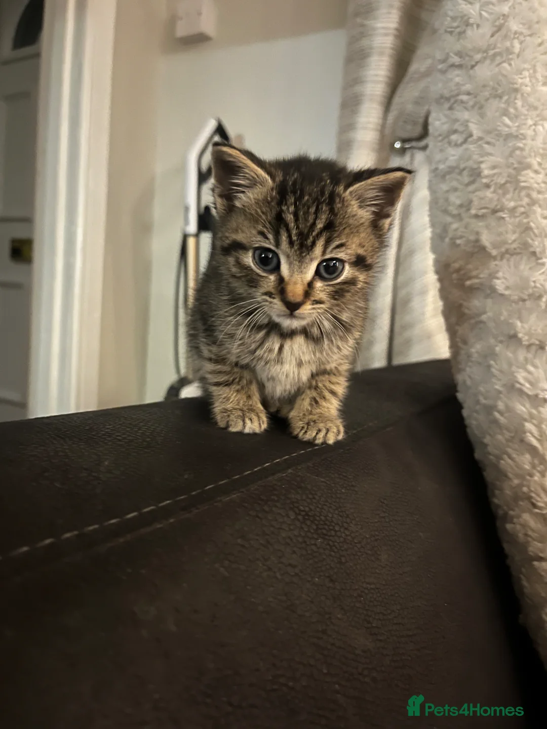 Mixed Breed cats for sale: 3 Kitten for sale  - Advert 10