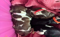 English Springer Spaniel dogs for sale: Gorgeous marked English Springer Spaniel pups  - Image 10