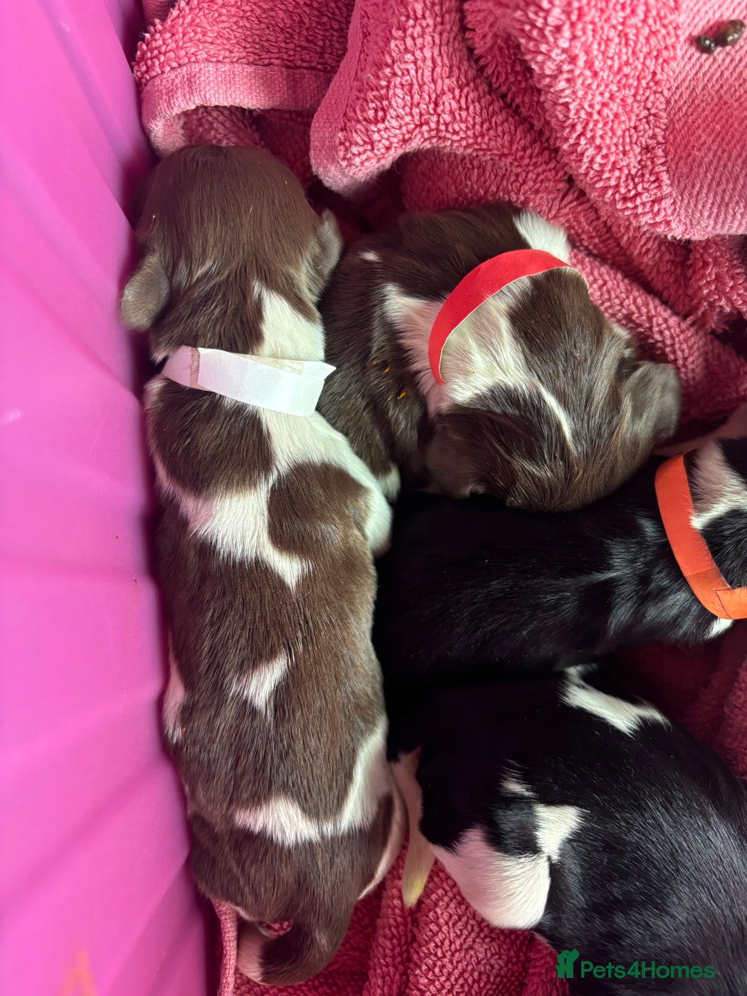 English Springer Spaniel dogs for sale: Gorgeous marked English Springer Spaniel pups  - Image 10
