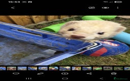 Ferret rodents for sale: Free to a good home  - Advert 2