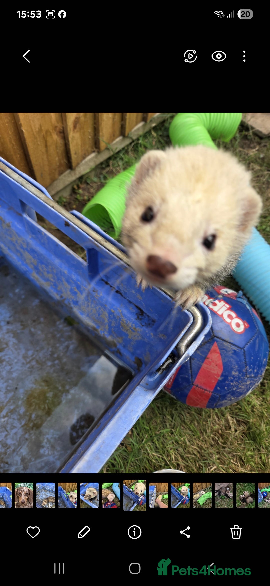 Ferret rodents for sale: Free to a good home  - Advert 2