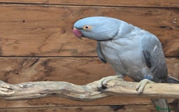 Parrots birds for sale: Male  and female indian ringneck parrots - Image 5