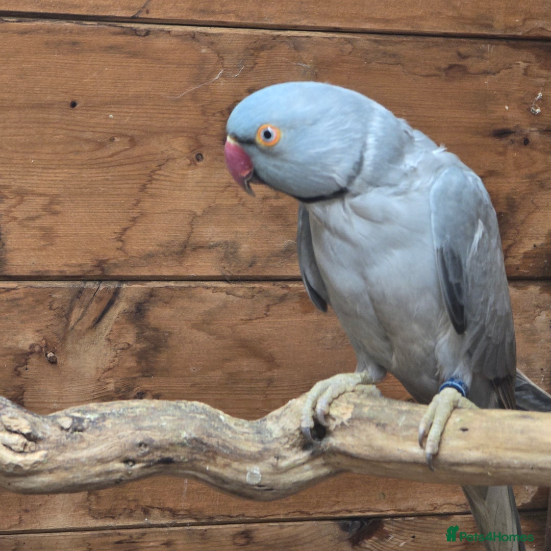Parrots birds for sale: Male  and female indian ringneck parrots - Image 5