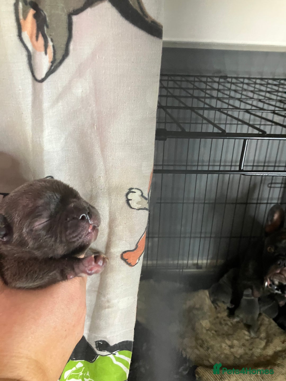 French Bulldog dogs for sale: KC French Bulldog Puppies - Image 8
