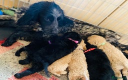 Cockapoo dogs for sale: Stunning litter of F1 Cockapoo puppies  - Image 6