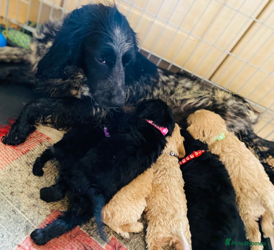 Cockapoo dogs for sale: Stunning litter of F1 Cockapoo puppies  - Image 6