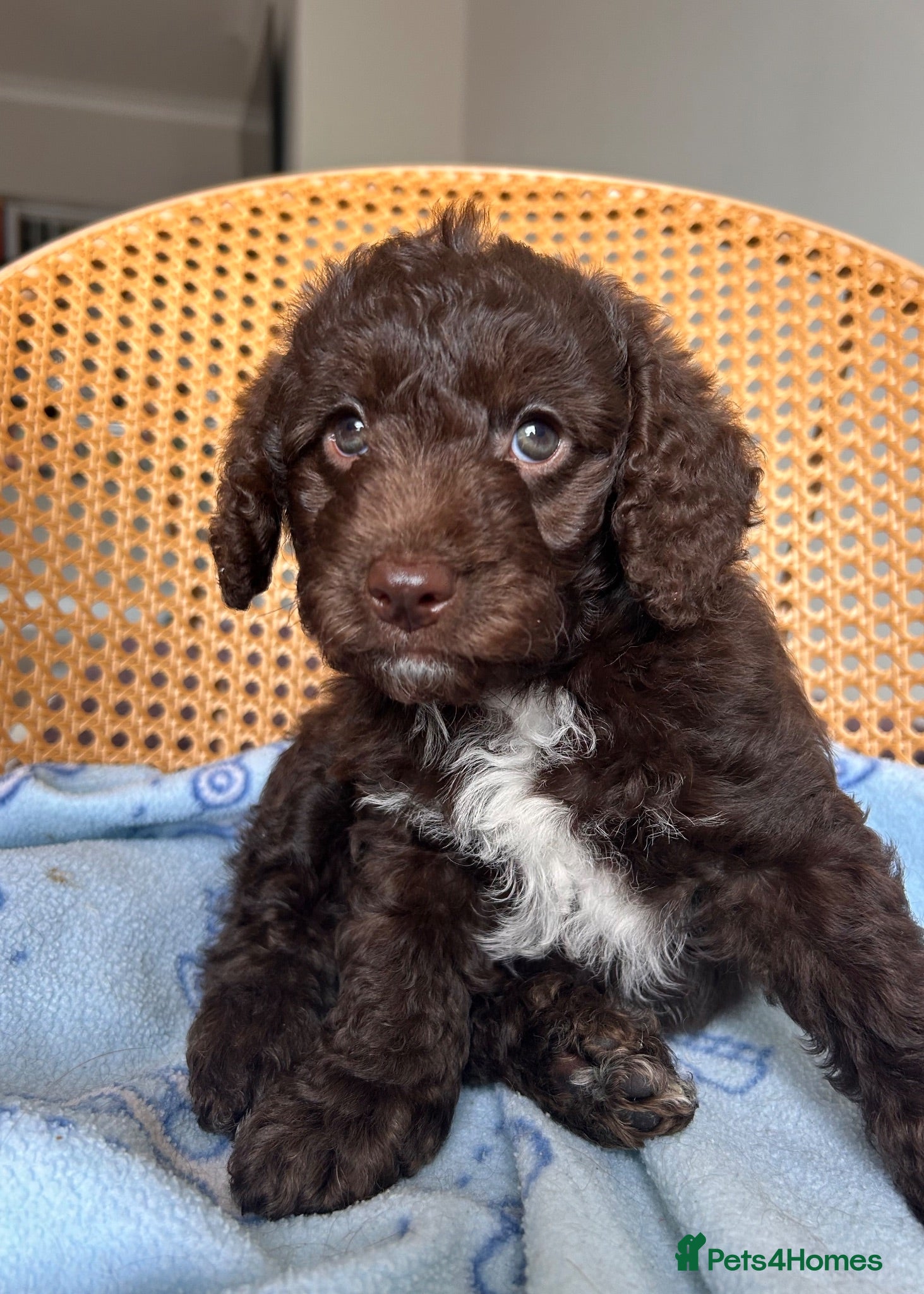 Mixed Breed dogs 2 Male F1b Beaglepoo - Advert 1