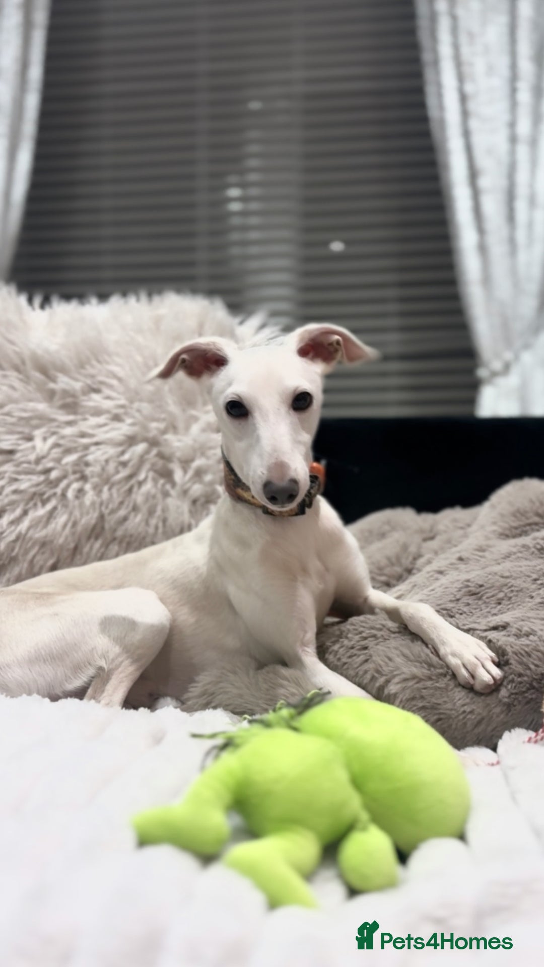 Italian Greyhound dogs for stud: MR RALPH AT STUD ( HEALTH TESTED ) - Advert 13