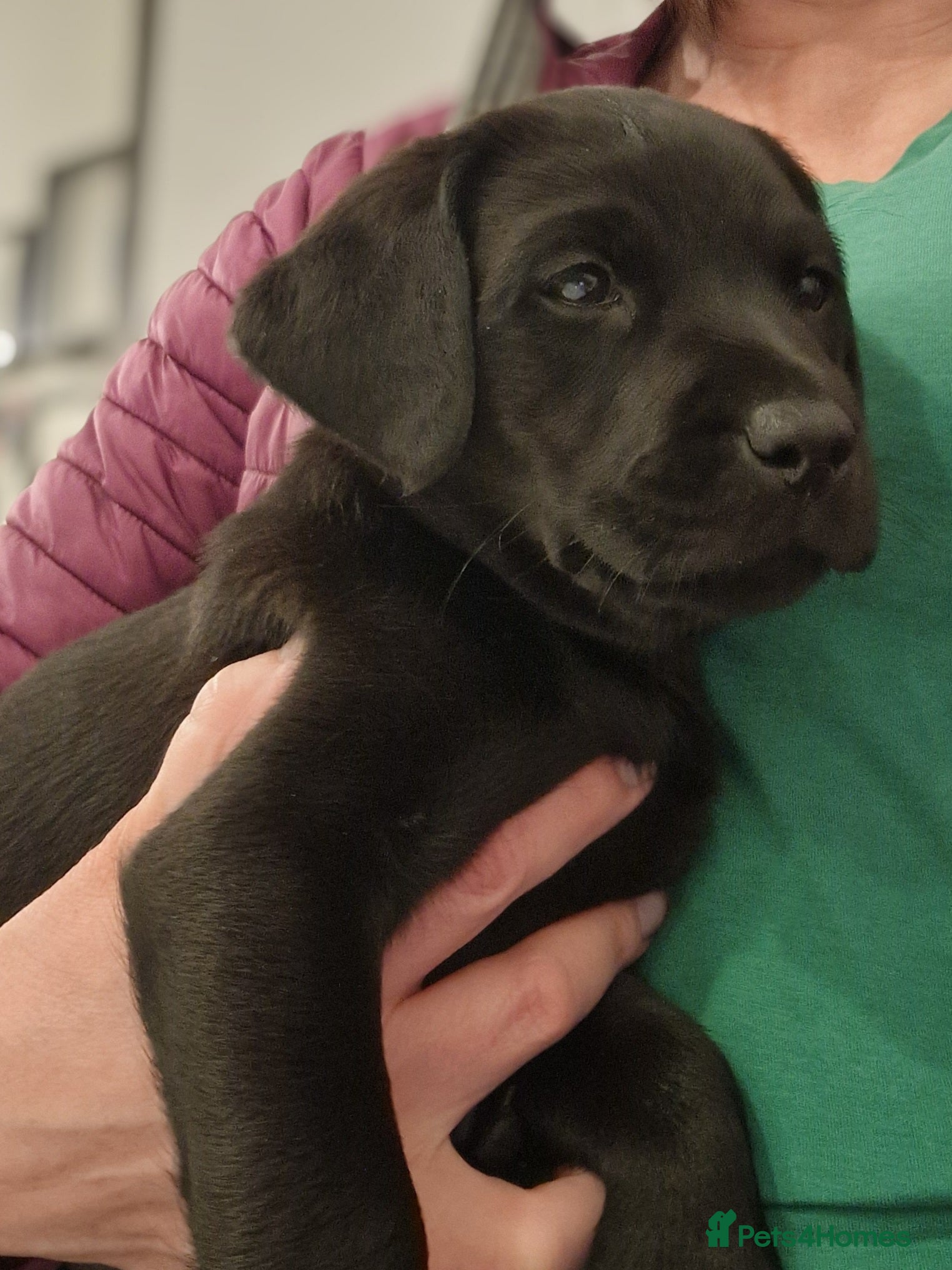 Labrador Retriever dogs *LAST MALE-READY NOW* Labrador Puppies - Advert 1