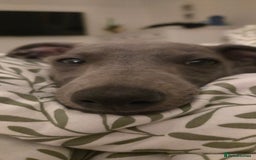 Whippet dogs for sale: Beautiful Male Whippet Puppy - Image 4